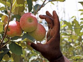 Free State apple farmers’ climate-smart management