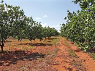 Evaluating an orchard