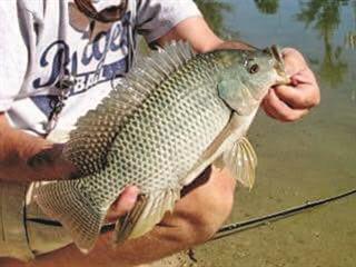Red tape strangles SA aquaculture Red tape strangles SA aquaculture