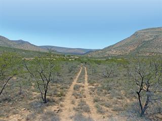 Eastern Cape farmer earns big with blesbok variants Eastern Cape farmer earns big with blesbok variants