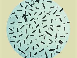 Animal health: Botulism basics Animal health: Botulism basics