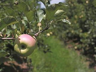 Taking control of the apple value chain Taking control of the apple value chain