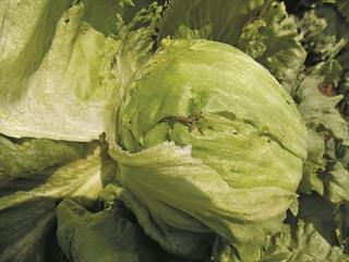 Controlling bollworm in lettuce