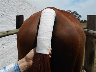 All about the tail bandage