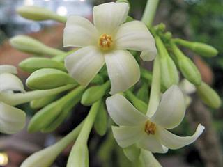 Growing papayas – Part 3 Growing papayas – Part 3