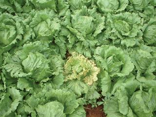 Economical pest control Economical pest control