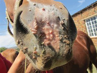 How serious are those warts on a horse’s muzzle?