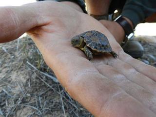 Saving the geometric tortoise