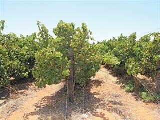 Increase wine grape profits with successful mechanisation Increase wine grape profits with successful mechanisation