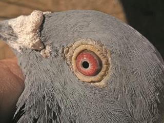 Do the eyes have it? Do the eyes have it?