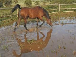 Taking a horse through water