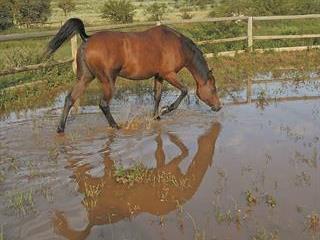 Taking a horse through water Taking a horse through water