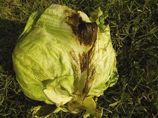 Bacterial diseases of lettuce