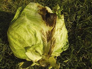 Bacterial diseases of lettuce Bacterial diseases of lettuce
