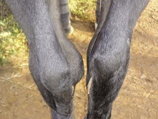 Don’t let your horse suffer from osteochondritis dissecans