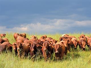Technology – a resource to drive profit in beef operations Technology – a resource to drive profit in beef operations
