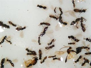 Dealing with thrips and the pea leaf miner Dealing with thrips and the pea leaf miner