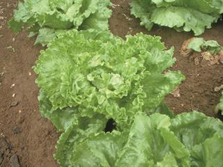 How to deal with big-vein virus  and tipburn in lettuce