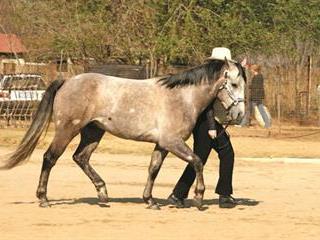 Groundwork for horses