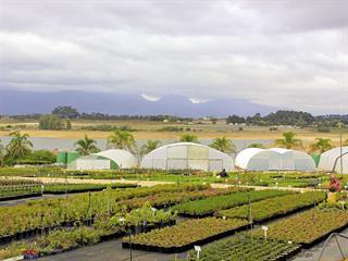 A fine fynbos business