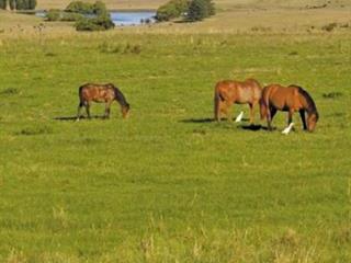 Cost effective feed for your horse Cost effective feed for your horse
