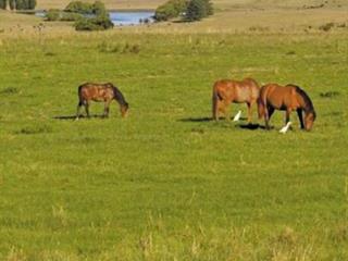 Cost effective feed for your horse