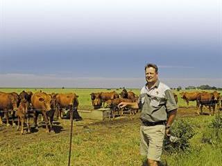 Bonsmara-infused Afrikaners: enhancing performance Bonsmara-infused Afrikaners: enhancing performance