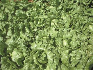 Fine-tuning your lettuce Fine-tuning your lettuce