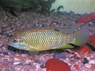 Africa’s many tilapia species Africa’s many tilapia species