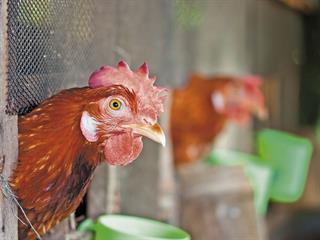 The cost of adhering to chicken welfare practices