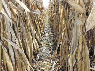 Tillage vs no-till: a farmer’s cost comparison