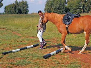 Starting an exercise programme for horses