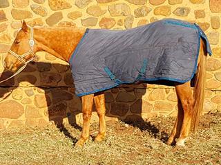 Keeping your horse warm