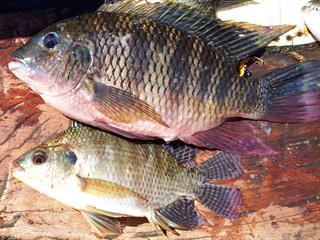 The best tilapia for aquaculture