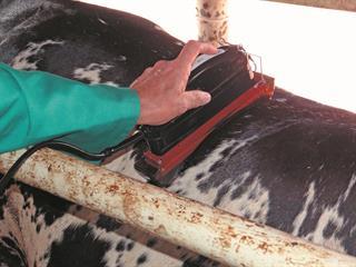 Ultrasound: how to get an inside view of genetic carcass traits