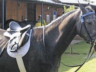 Fitting a saddle