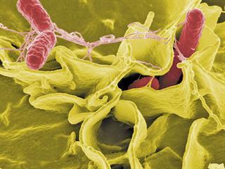 Beware the spectre of salmonella Beware the spectre of salmonella