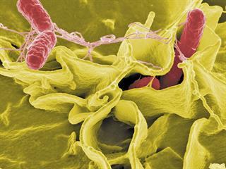 Beware the spectre of salmonella