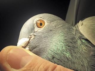 Eye theory in practice for racing pigeons