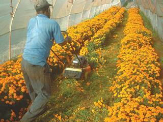 Can marigolds really control eelworm? Can marigolds really control eelworm?