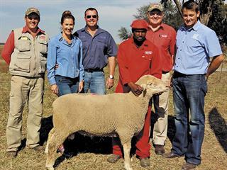 Magetzane SA Mutton Merino Production Sale