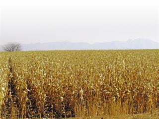 Grain SA: the road travelled Grain SA: the road travelled