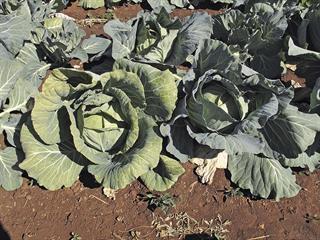 Beware those aphids in your cabbage crop