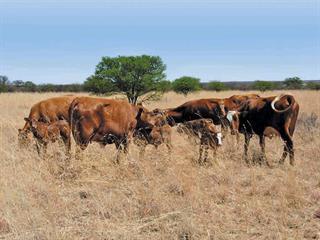 The adaptable Afrisim: ideal for feedlot and veld