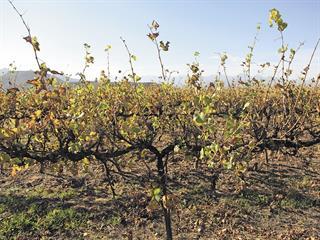 Alternative vineyard trellising doubles yields in Robertson