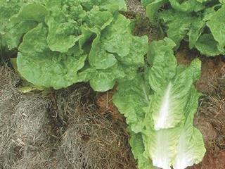 How to grow lettuce – Part 2