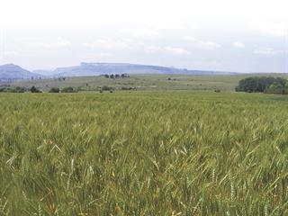 Is planting less maize the only option? Is planting less maize the only option?