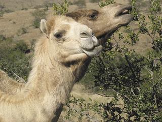 Can camels solve the sweet thorn problem?