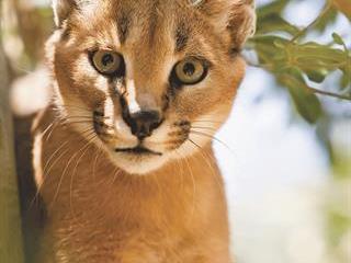Practical research looks at better caracal control