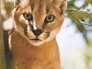 Practical research looks at better caracal control Practical research looks at better caracal control